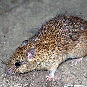 Die Hausratte (Rattus rattus) ist eine der häufigsten der weltweit 56 Rattus-Arten