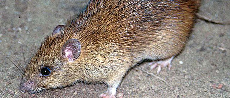 Die Hausratte (Rattus rattus) ist eine der häufigsten der weltweit 56 Rattus-Arten
