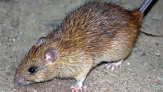 Die Hausratte (Rattus rattus) ist eine der häufigsten der weltweit 56 Rattus-Arten