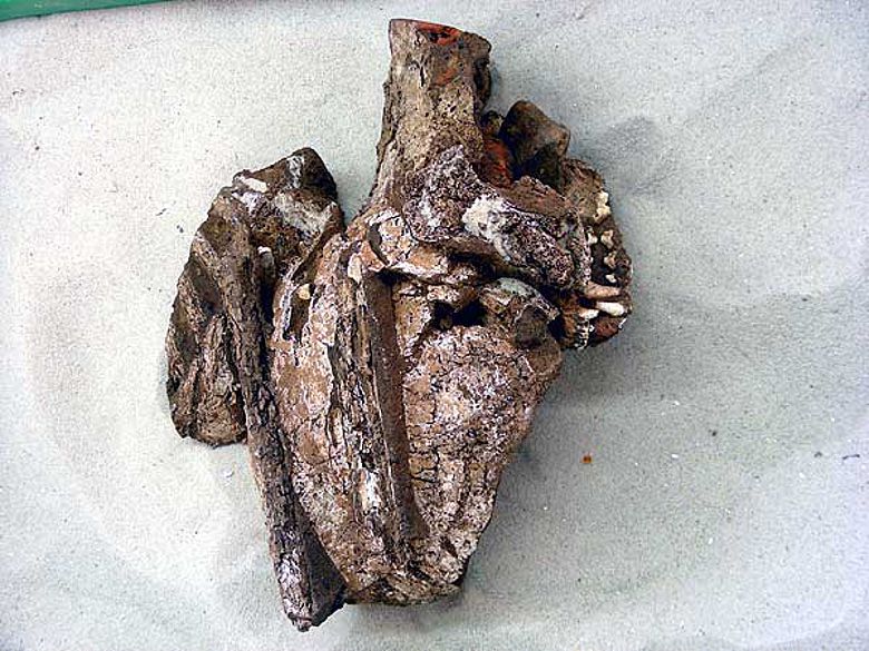 Die Schädelkalotte und die Reste des Kiefers des ebenfalls im Töpferofen gefundenen Hundes. (Foto: LWL/Andreas Weisgerber)