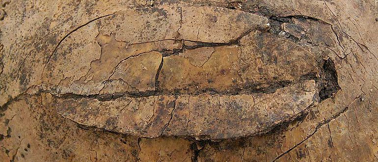 Perimortale Schädelverletzung