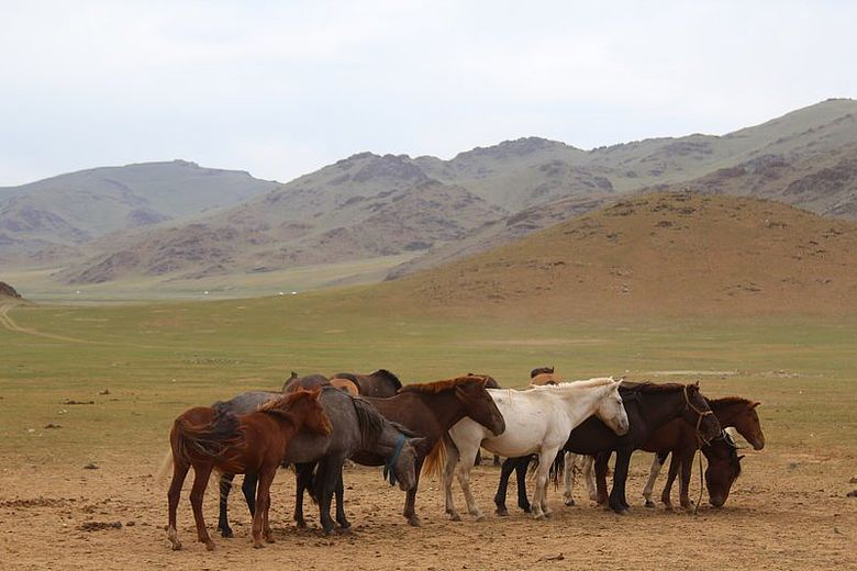 Pferdeherde im Khangai-Gebirge
