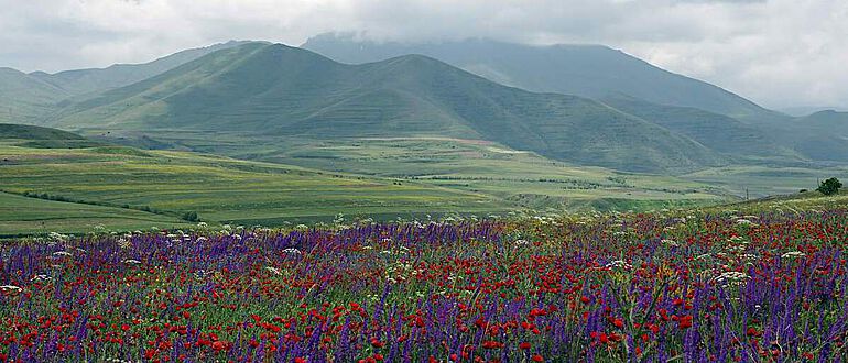 Die Wildkräuter des armenischen Hochlands sind auch heute noch vielfältig nutzbar
