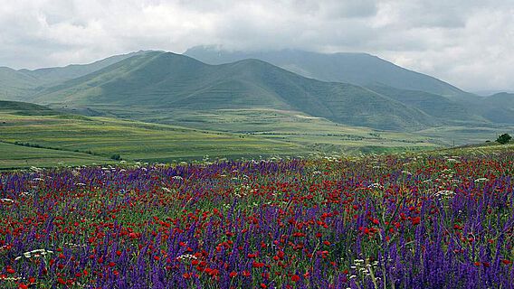 Die Wildkräuter des armenischen Hochlands sind auch heute noch vielfältig nutzbar