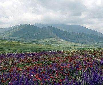 Die Wildkräuter des armenischen Hochlands sind auch heute noch vielfältig nutzbar