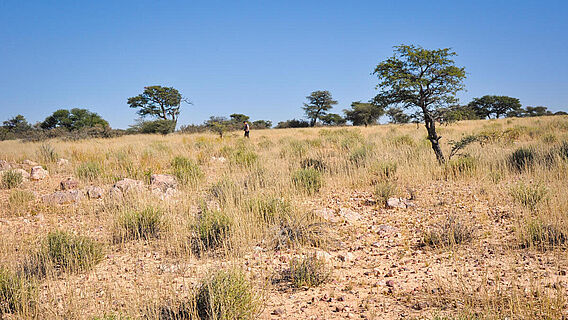 Südliche Kalahari
