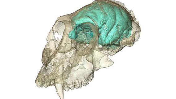 Dreidimensionales Computermodell des winzigen, aber komplexen Gehirns von Victoriapithecus