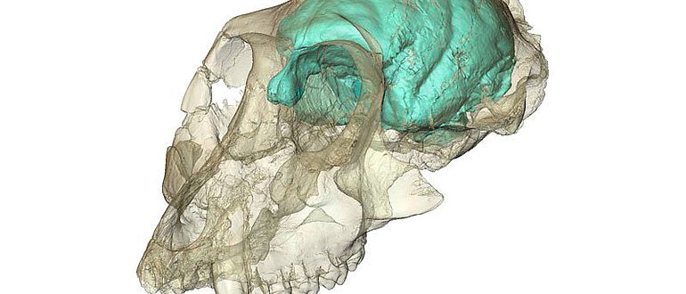 Dreidimensionales Computermodell des winzigen, aber komplexen Gehirns von Victoriapithecus