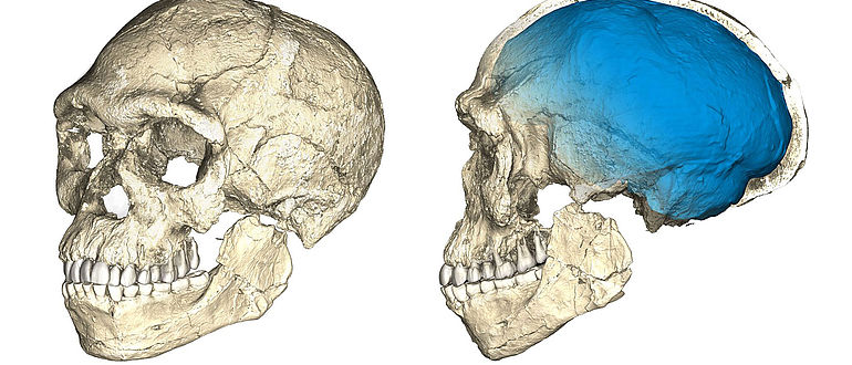 Schädel-Rekonstruktion der frühesten Homo spaiens-Fossilien