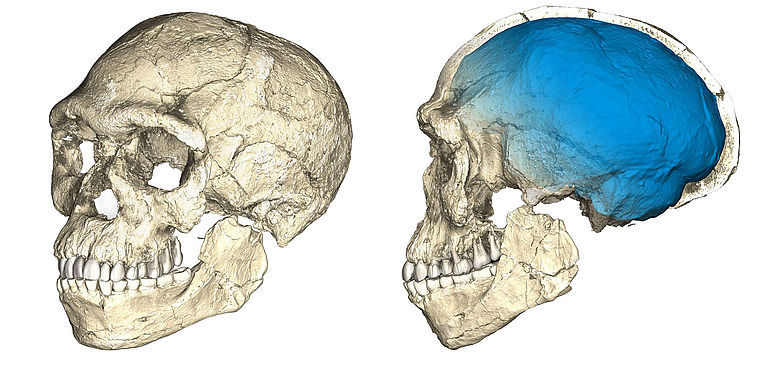 Schädel-Rekonstruktion der frühesten Homo spaiens-Fossilien