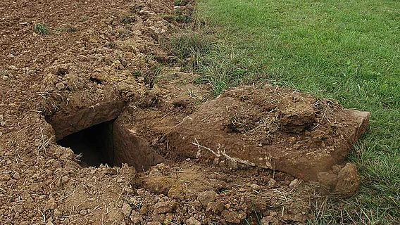 Beim Pflügen löste sich eine Steinplatte unter dem Ackerboden - zum Vorschein kam ein seit 130 Jahren unberührtes Grab eines Frankenfürsten. (Naturzentrum Eifel, Nettersheim / I. Ristow)