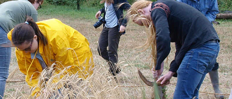 Ernte im Forschungsfeld