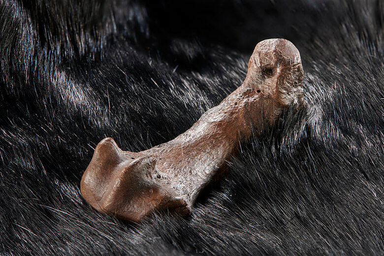 Mittelfußknochen eines Höhlenbären