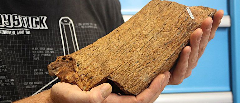 Das Fragment vom Horn eines Wasserbüffels Das Fragment vom Horn eines Wasserbüffels