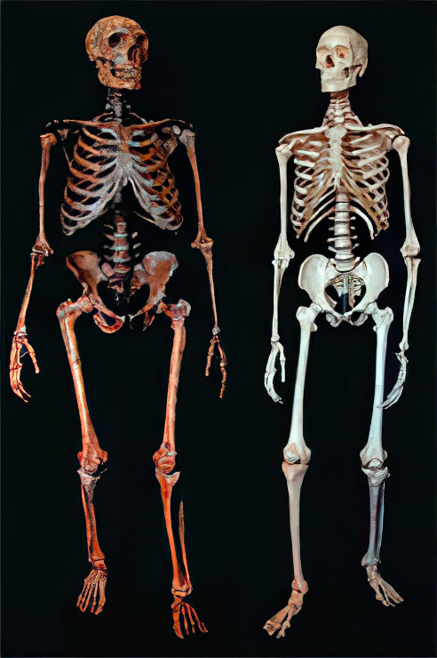 Skelett eines Neandertalers und eines modernen Menschen