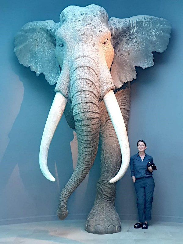 Sabine Gaudzinski-Windheuser neben der lebensgroßen Rekonstruktion eines erwachsenen männlichen Europäischen Waldelefanten
