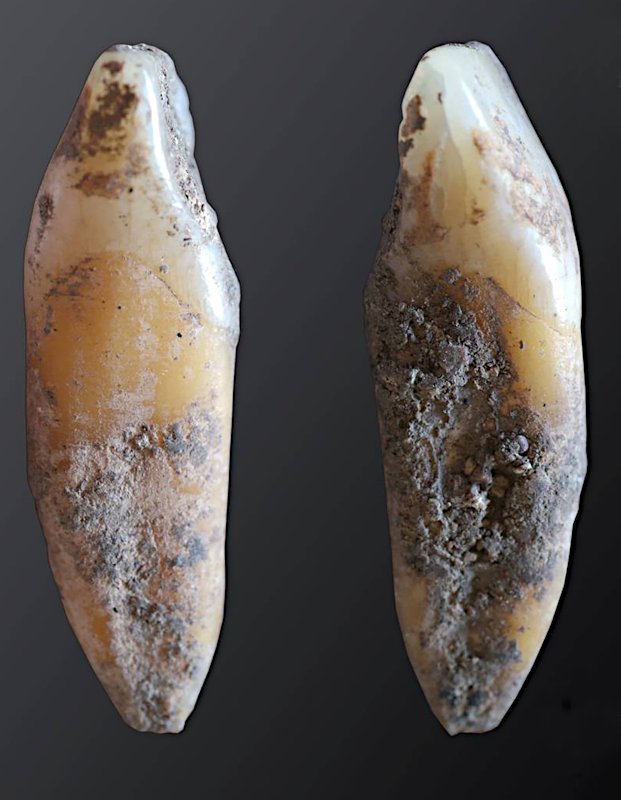 Menschlicher Zahn aus der Cueva de Malalmuerzo